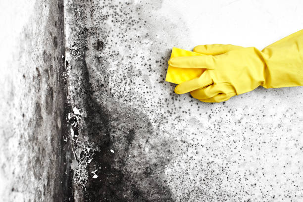 Best Black Mold Removal  in Burnt Mills, MD