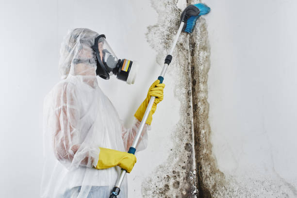 Crawl Space Mold Removal in Burnt Mills, MD