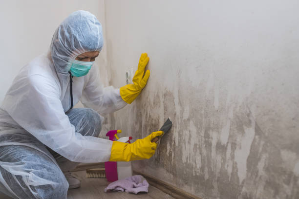 Best Home Mold Removal  in Burnt Mills, MD