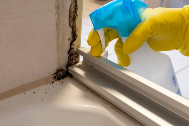 Best Fast Mold Removal  in Burnt Mills, MD