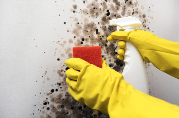 Home Mold Removal in Burnt Mills, MD