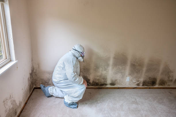 Best Mold Testing  in Burnt Mills, MD