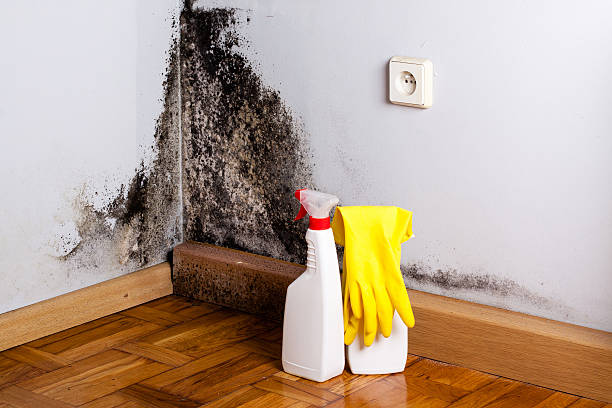 Best Mold Cleaning Services  in Burnt Mills, MD