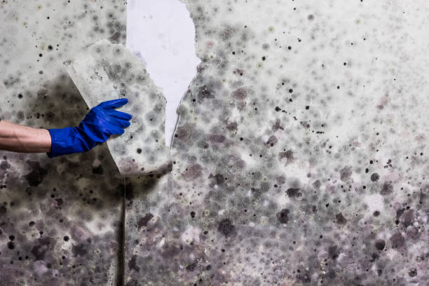 Best Crawl Space Mold Removal  in Burnt Mills, MD